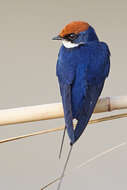 Hirundo smithii Leach 1818 resmi