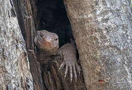 Image of Bengal Monitor Lizard