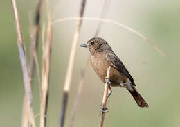 Image of Pied Bush Chat