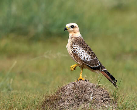 Image of White-eyed Buzzard