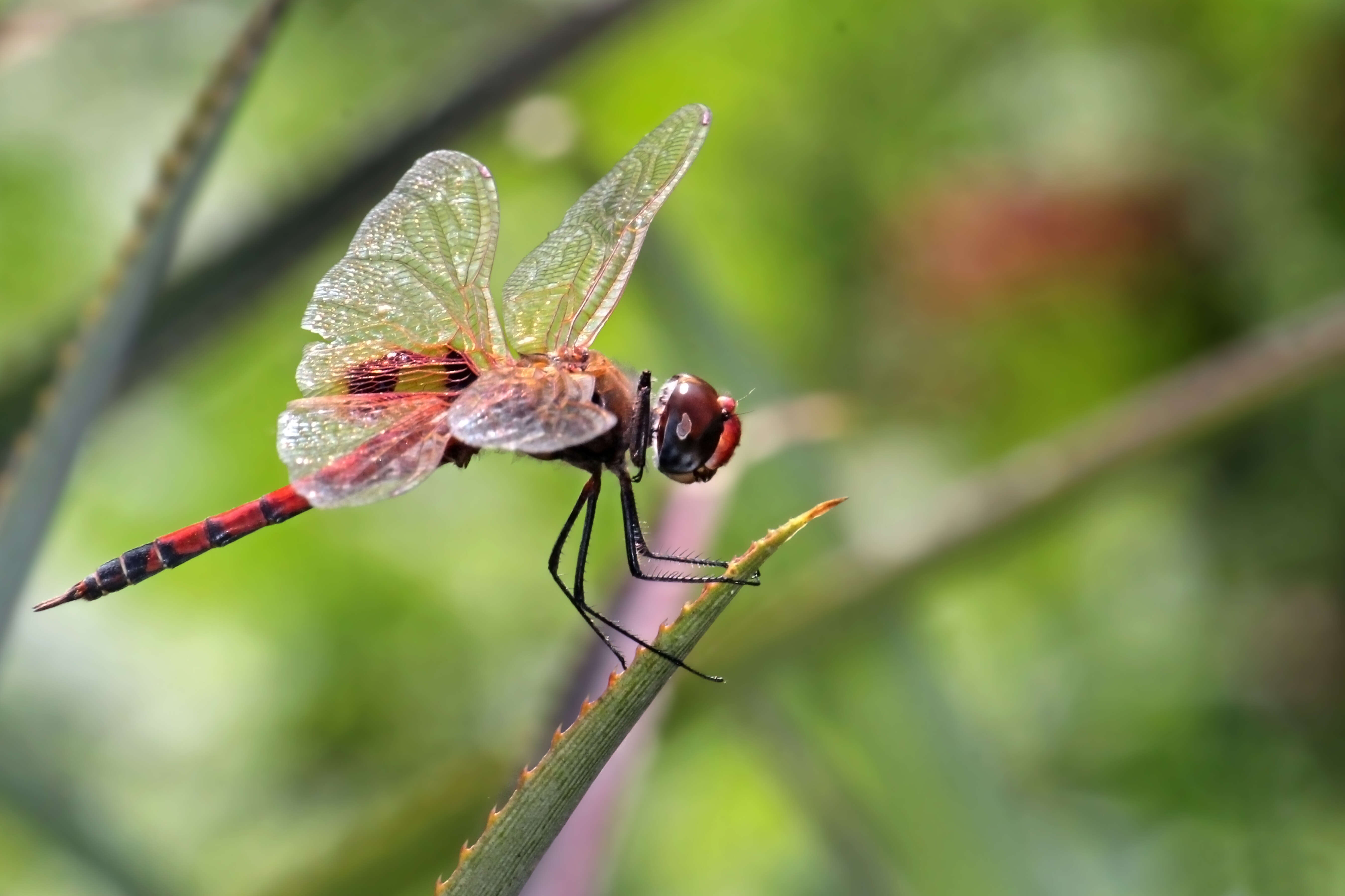 Image of Keyhole Glider