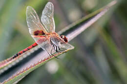 Image of Keyhole Glider