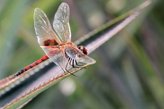 Tramea basilaris (Palisot de Beauvois 1817) resmi