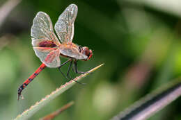 Image of Keyhole Glider