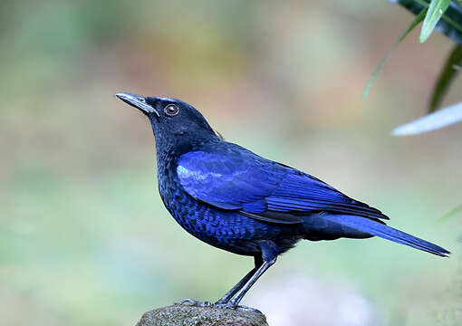 Image of Malabar Whistling Thrush