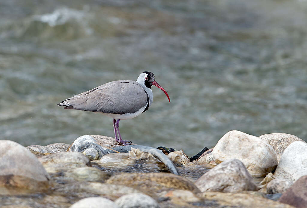 Image of Ibidorhynchidae