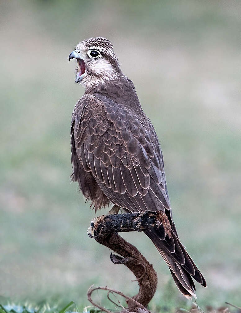 Image of Laggar Falcon