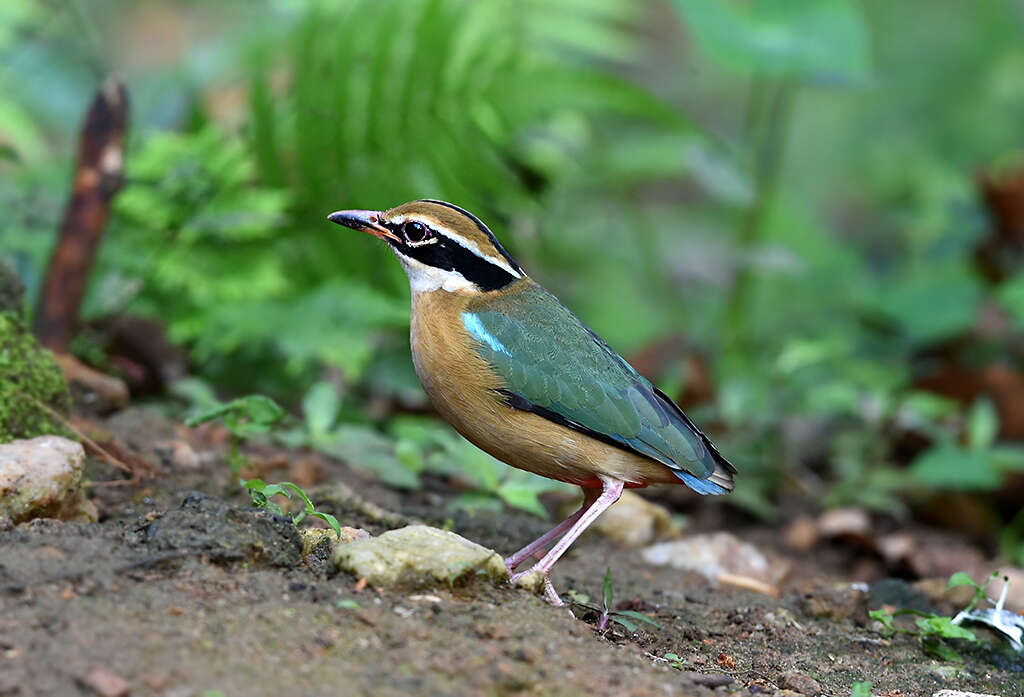 Plancia ëd Pitta brachyura (Linnaeus 1766)