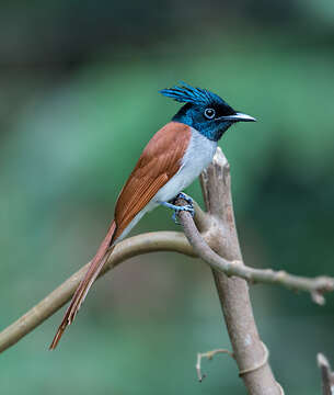 Image of Asian Paradise-Flycatcher