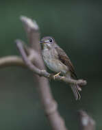 Image of Brown-breasted Flycatcher