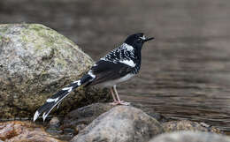 Image of Spotted Forktail