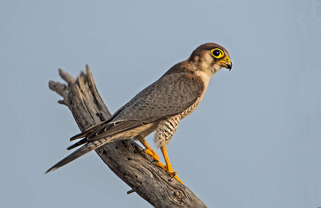 Image of Red-headed Falcon