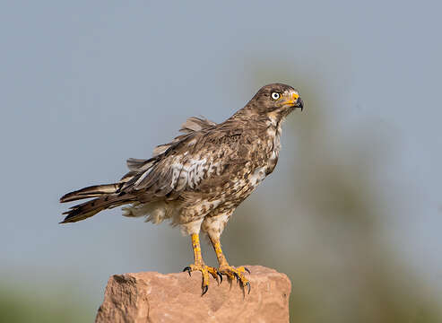 Image of White-eyed Buzzard