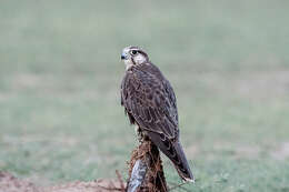 Image of Laggar Falcon