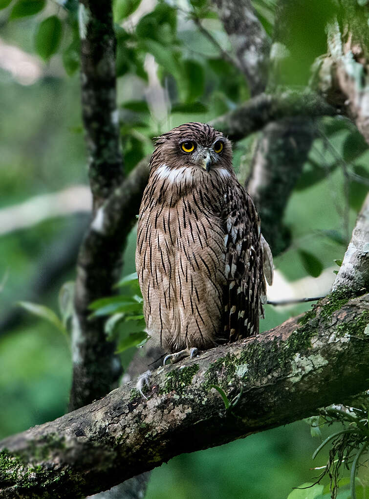 Image of Brown Fish Owl