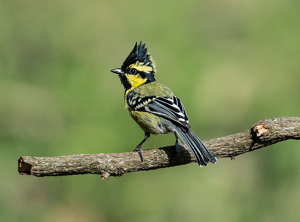 Image of Black-lored Tit