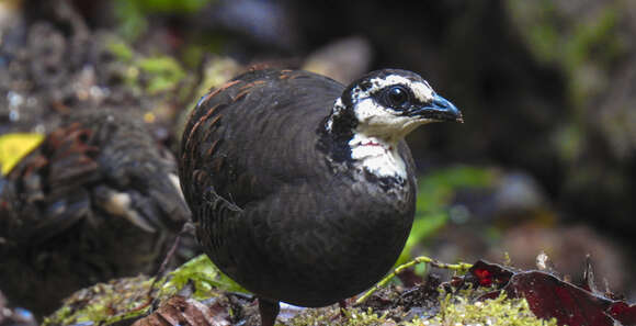 Image of Grey-breasted Partridge