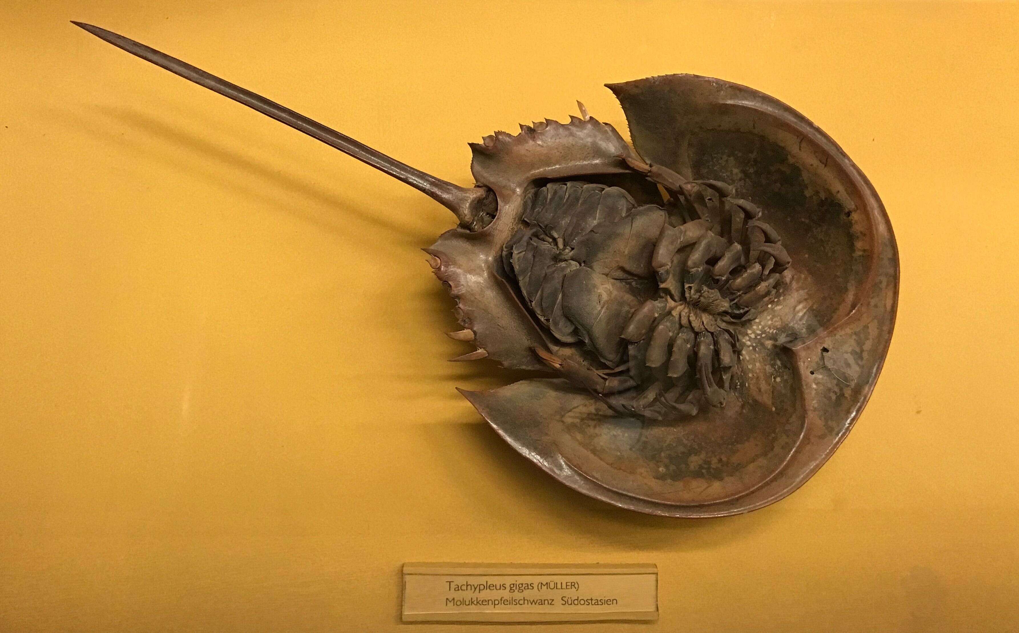 Image of Horseshoe Crab