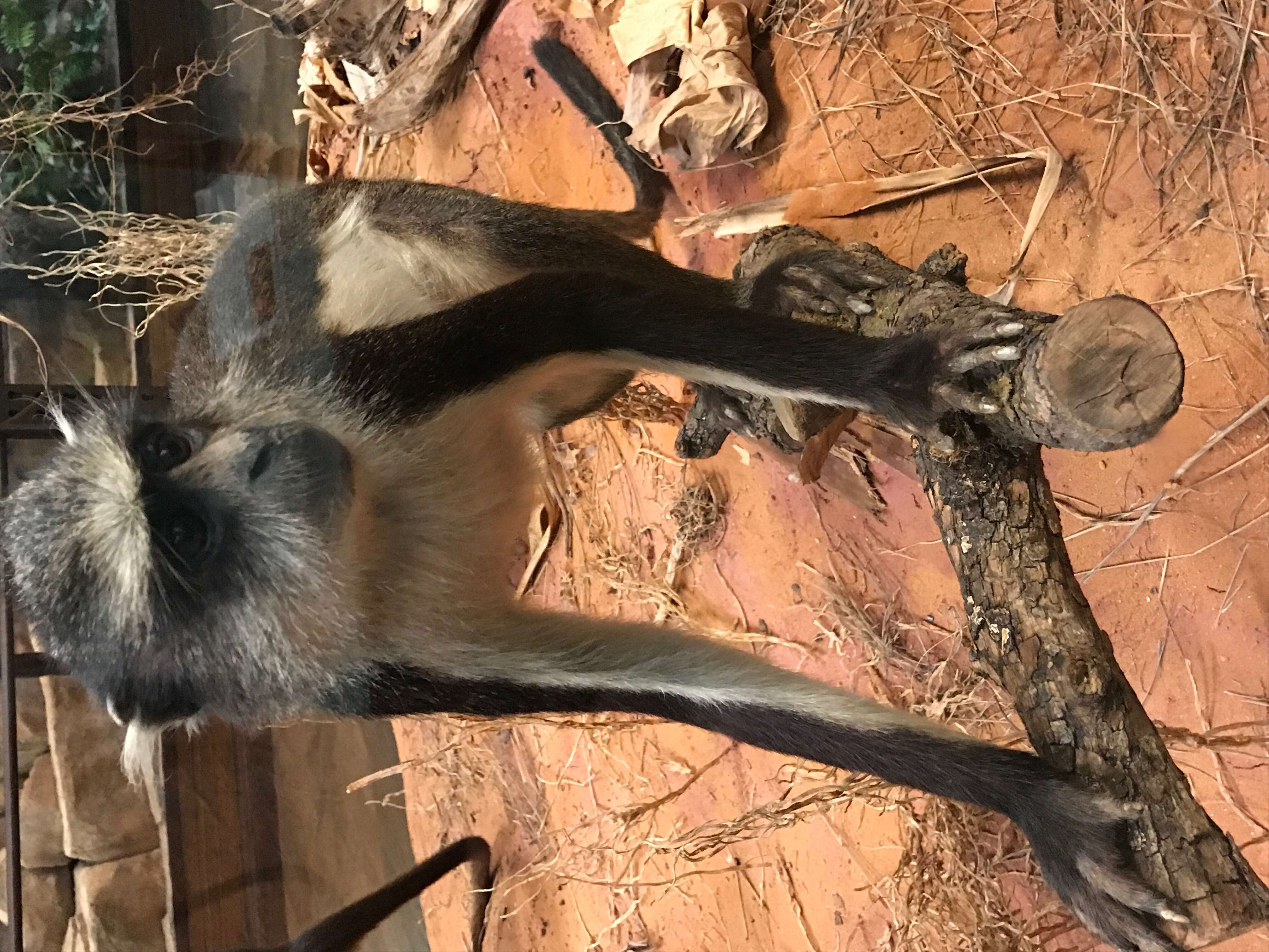 Image of Wolf's Guenon