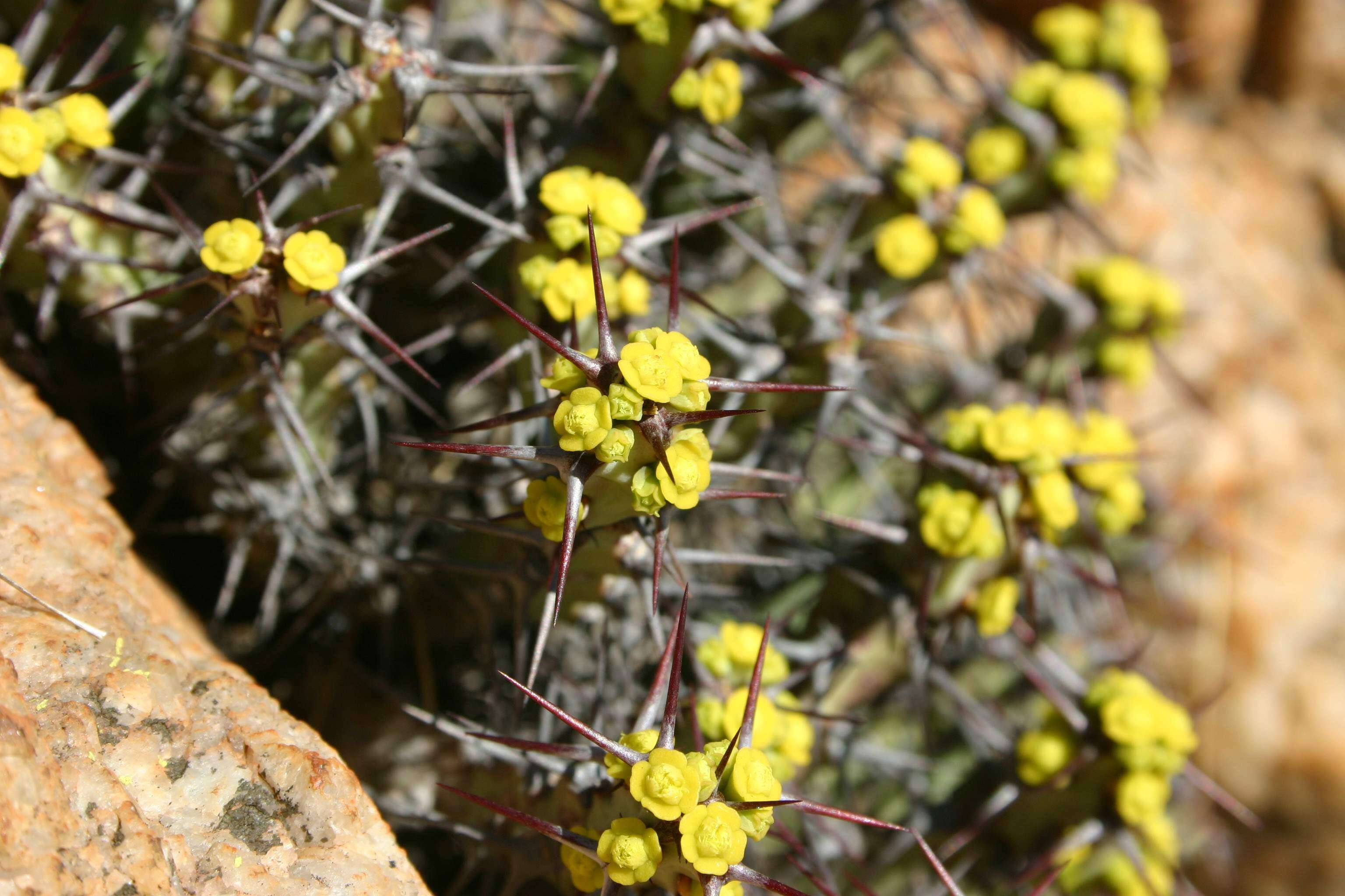 Image of Euphorbia schinzii Pax