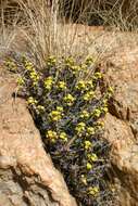 Image of Euphorbia schinzii Pax