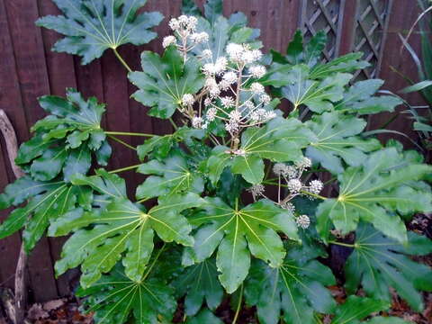 Image of fatsia