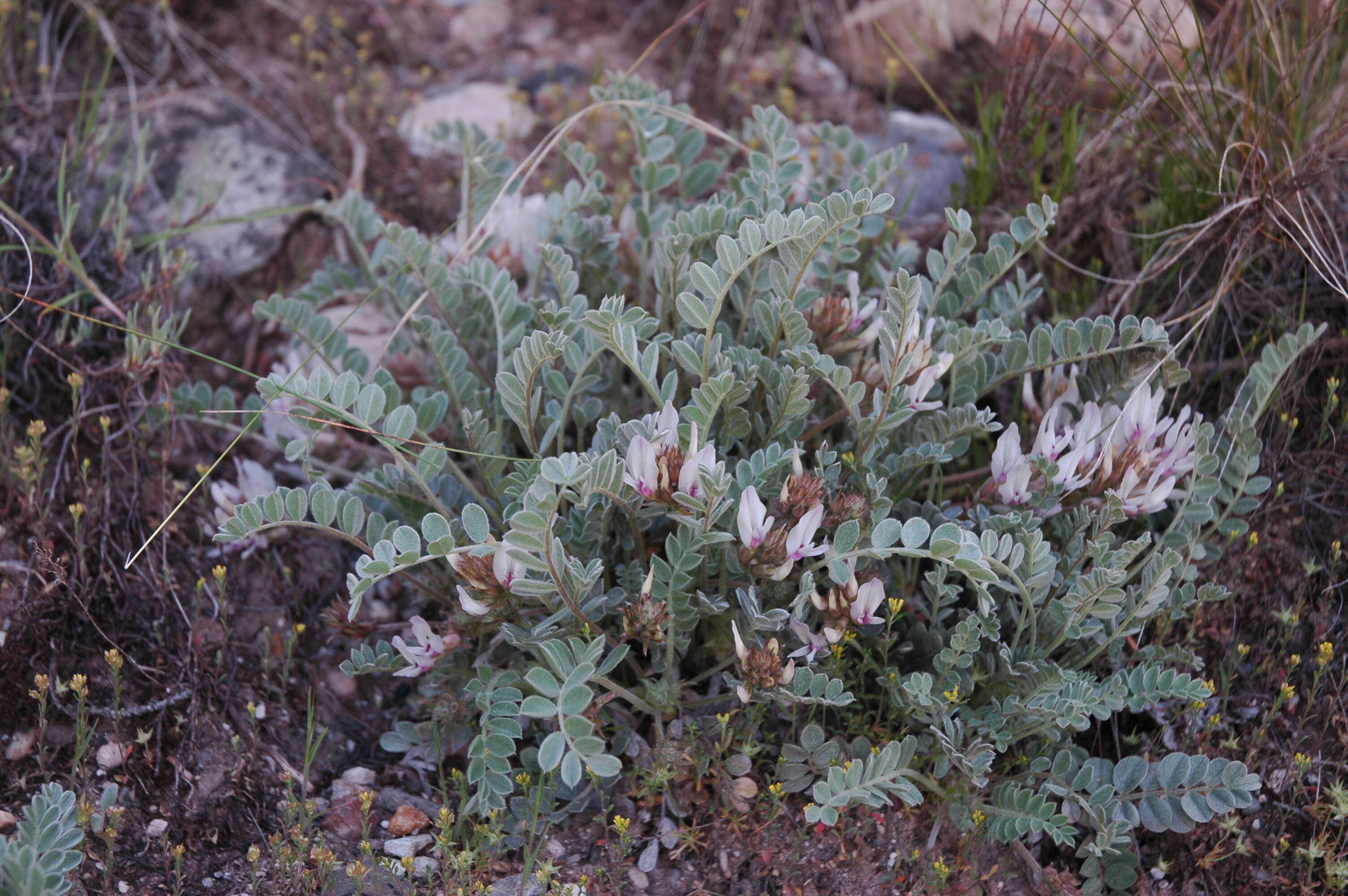 Imagem de Astragalus desereticus Barneby