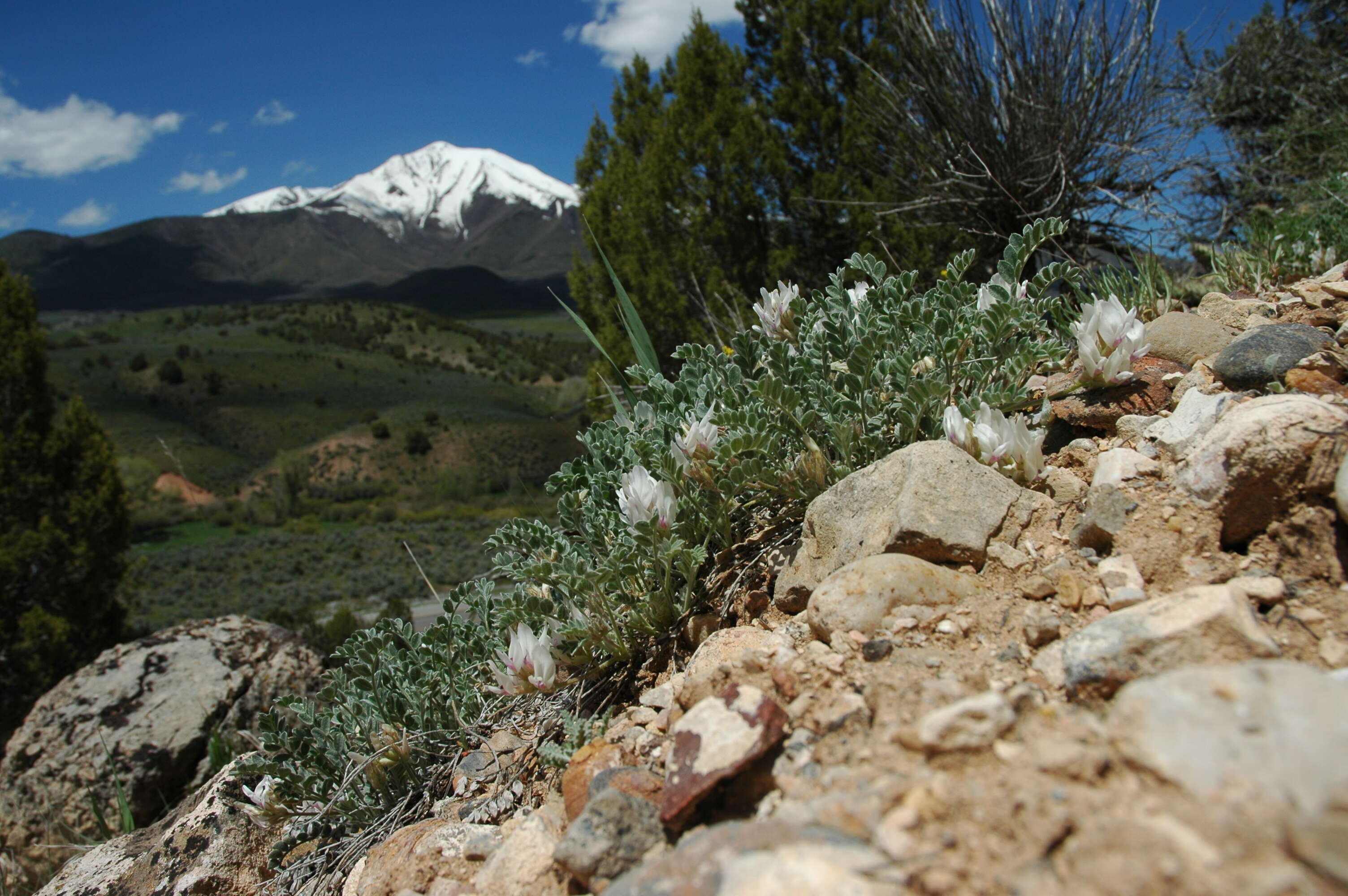 Imagem de Astragalus desereticus Barneby