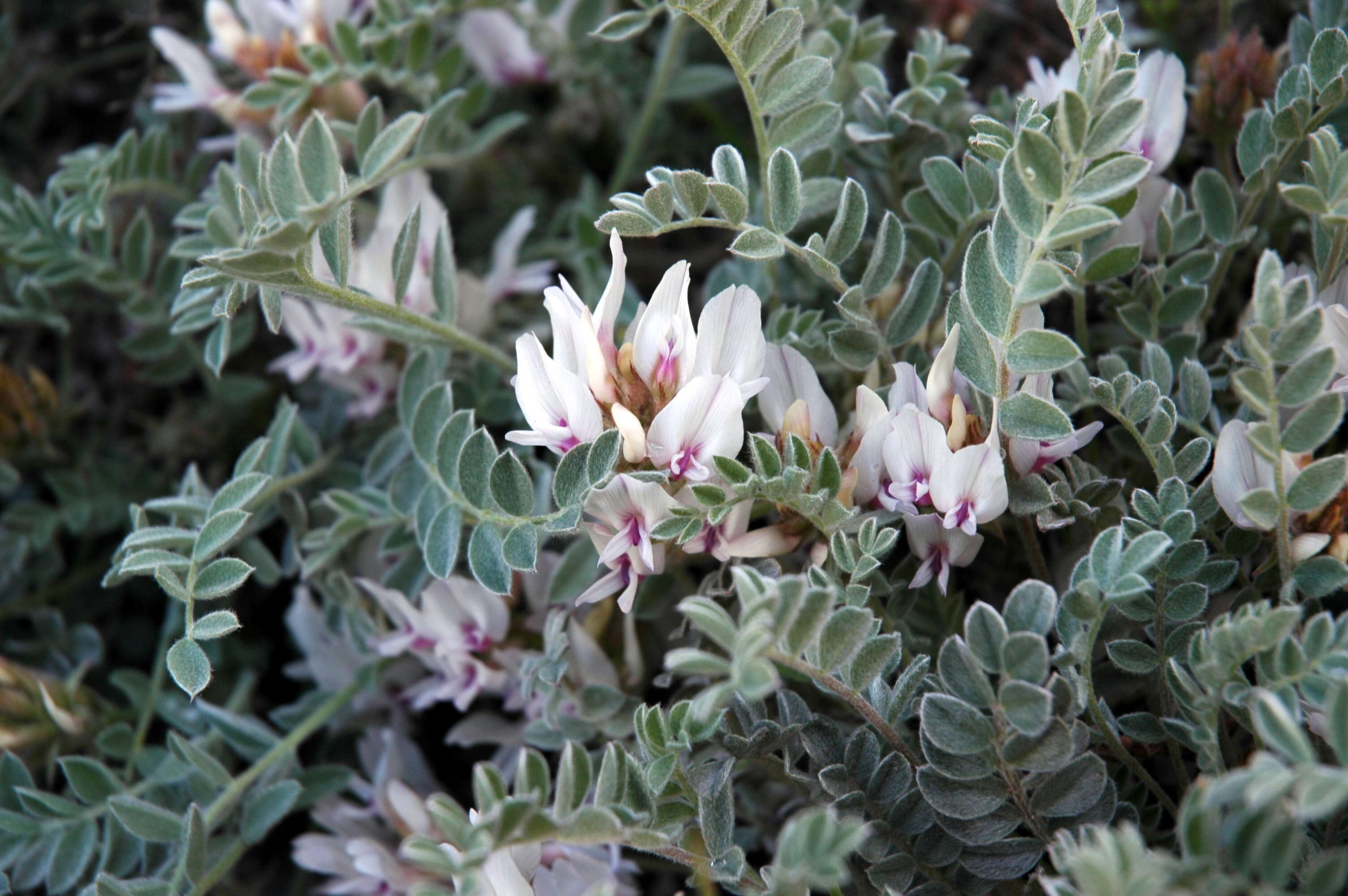 Imagem de Astragalus desereticus Barneby