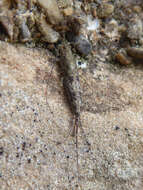 Image of Petrobius