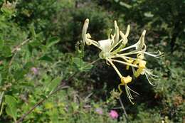 Image of Italian Honeysuckle