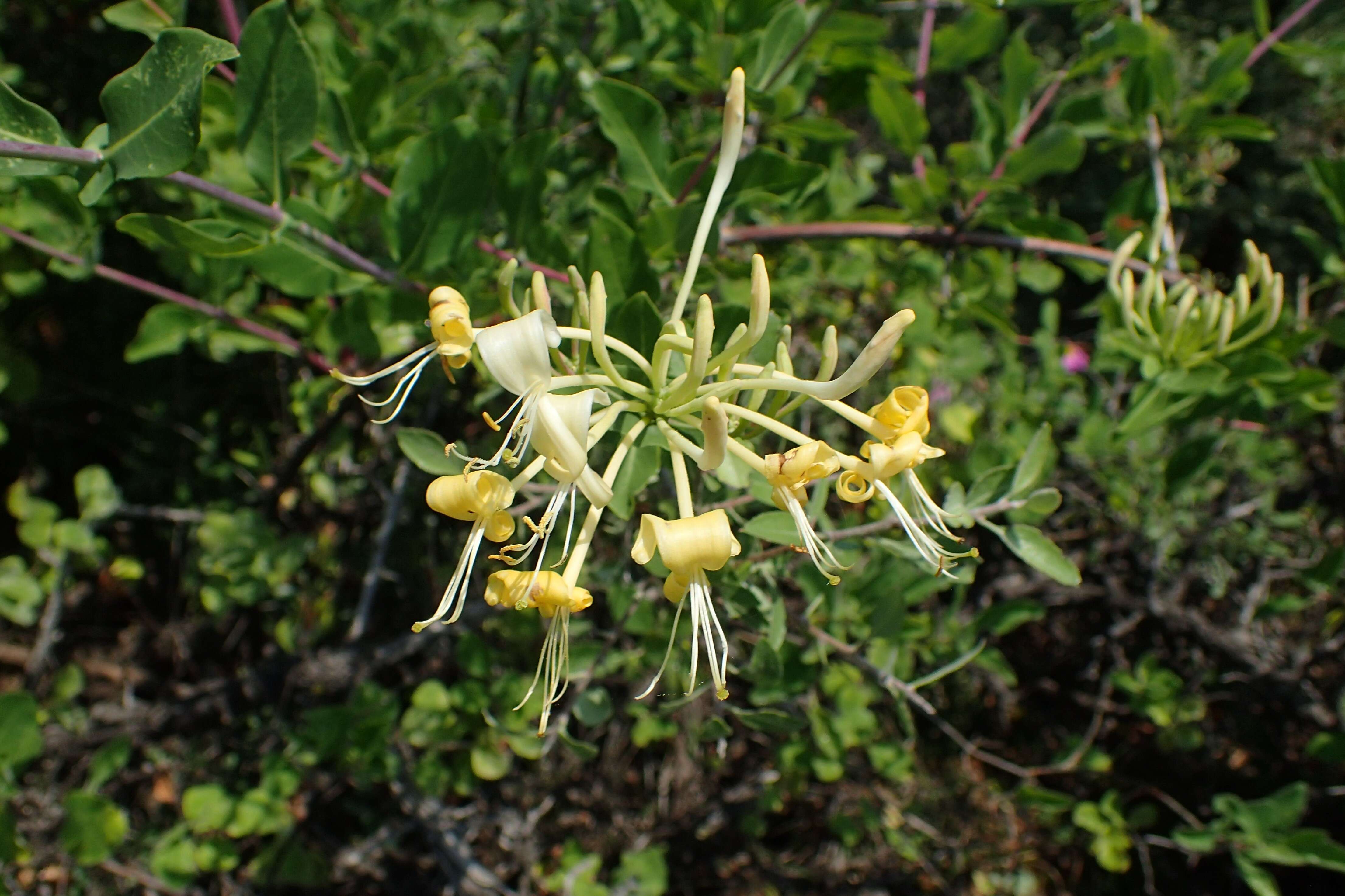 Image of Italian Honeysuckle