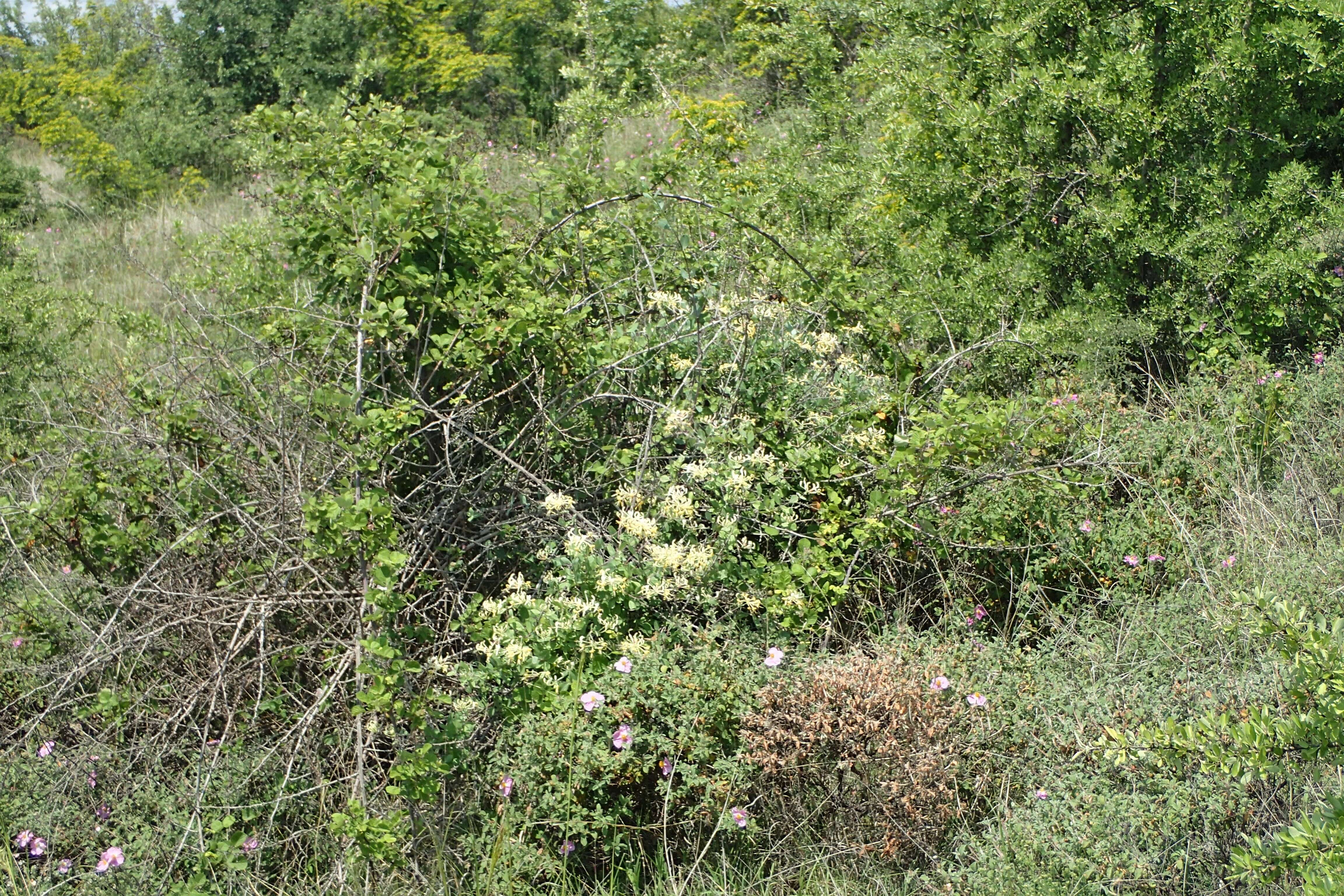 Image of Italian Honeysuckle