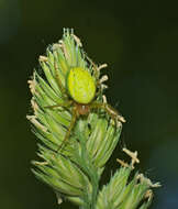 Image of Cucumber green spider