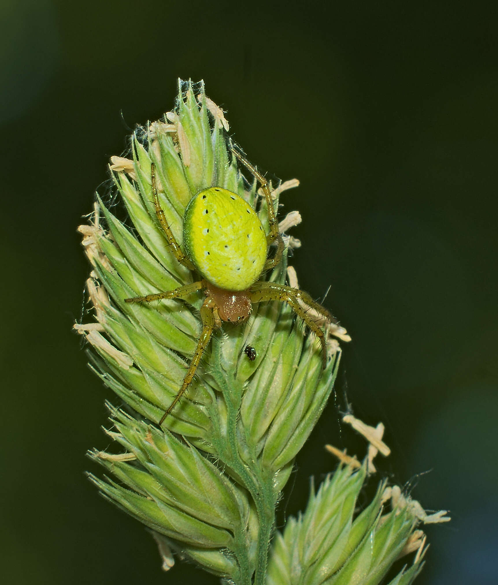 Image of Cucumber green spider