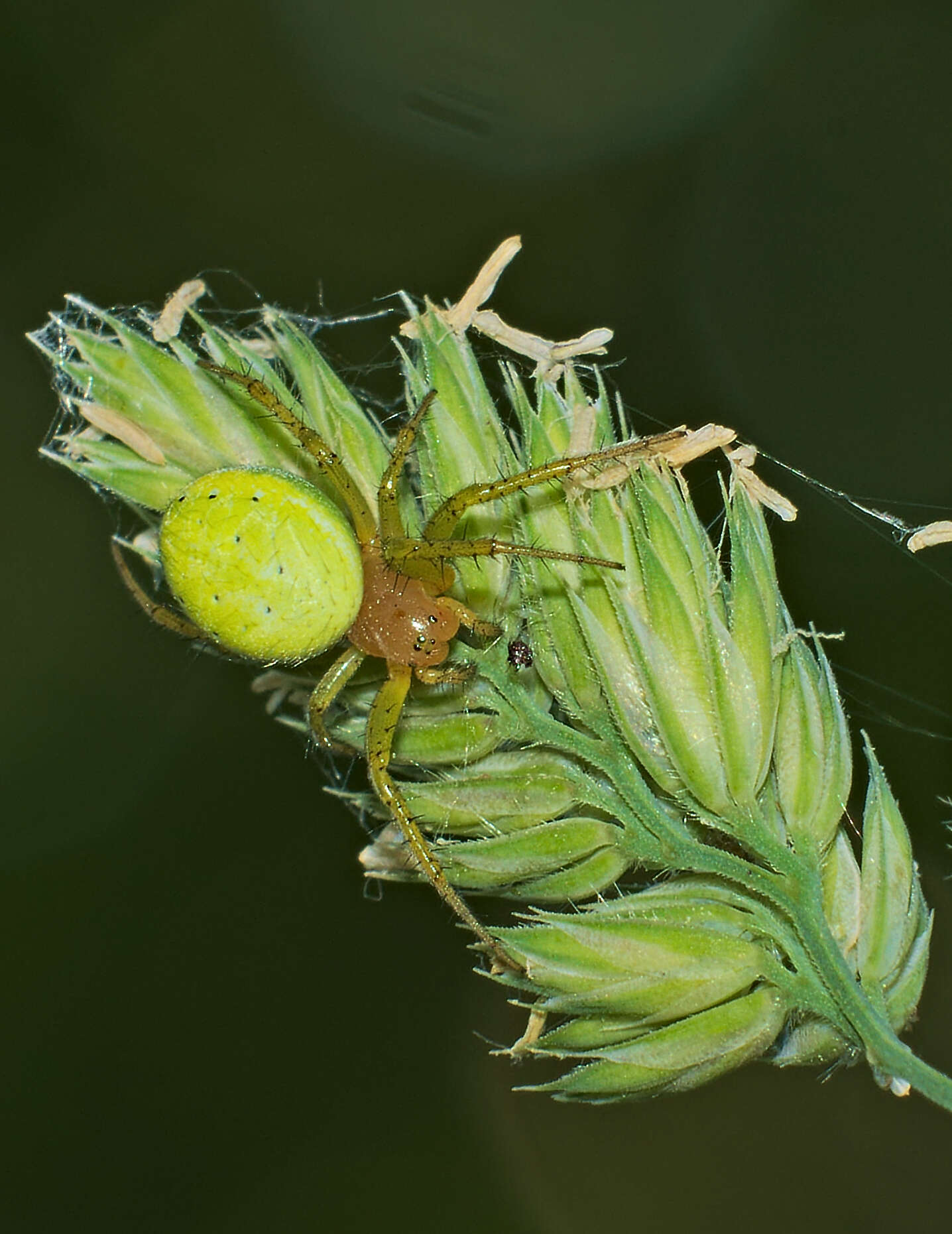 Image of Cucumber green spider