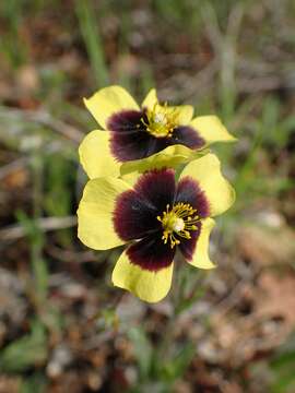 Image of European frostweed