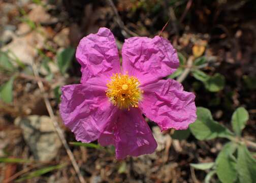 Image of Cistus creticus L.