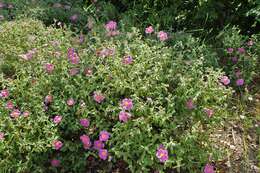 Image of Cistus creticus L.