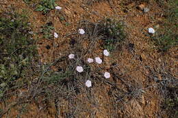 Convolvulus cantabrica L.的圖片