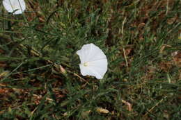 Convolvulus cantabrica L.的圖片