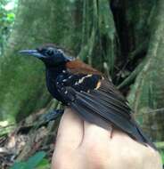 Image of Cordillera Azul Antbird