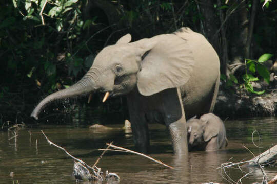 Imagem de Loxodonta cyclotis (Matschie 1900)