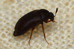 Image of Attagenus