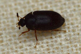 Image of Attagenus