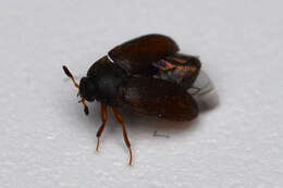 Image of Attagenus