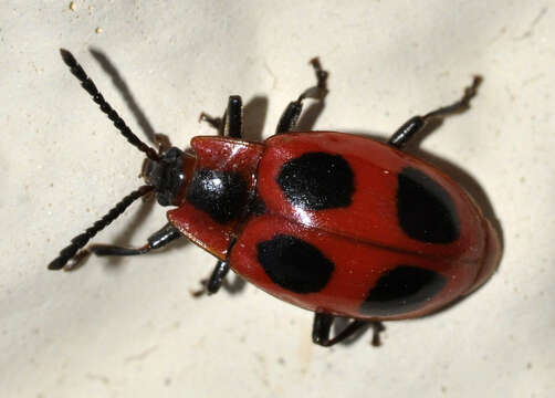 Image of False Ladybird