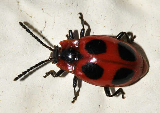 Image of Endomychus coccineus (Linnaeus 1758)