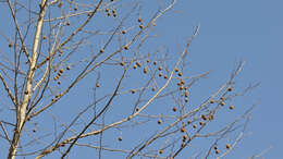 Image of American sycamore