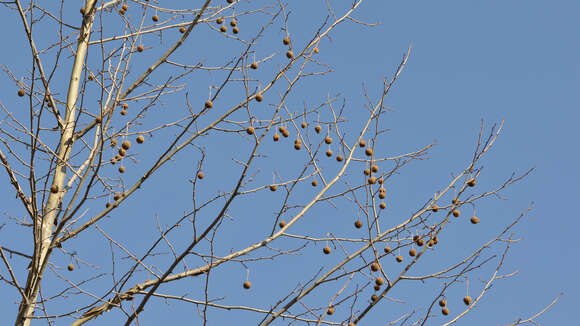 Imagem de Platanus occidentalis L.